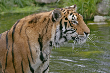 Fototapeta na wymiar Profile of beautiful Bengal Tiger standing in water