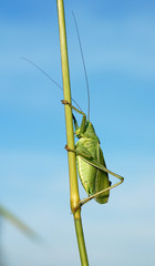 Зеленый кузнечик на стебле травы