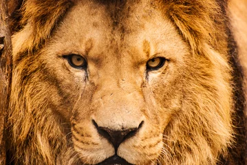 Fotobehang Leeuw Close-up portret van een Afrikaanse leeuw