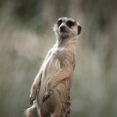 The meerkat
