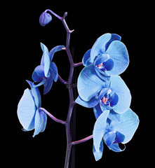 Blue branch orchid  flowers, Orchidaceae, Phalaenopsis known as the Moth Orchid, abbreviated Phal.