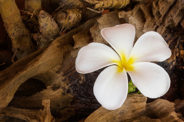 (Still-life colour tone) White flower plumeria with dry stump