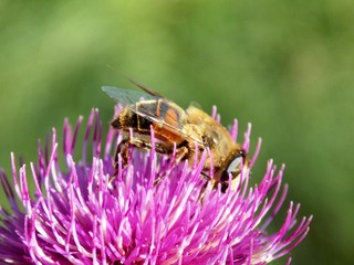 Bee pollinating thistle flower