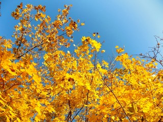 Yellow leaves on tree in autumn