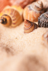 Group of red apples with their leaves