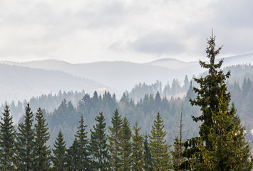  The Carpathian Mountains with pines forest, colored trees, cloudy vibrant sky, fog, autumn-winter time. Predeal, Romania.