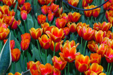 beautiful  tulip in thailand garden
