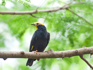 Bird golden-crested myna.