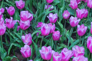 Fototapeta premium Purple tulip in thailand garden 