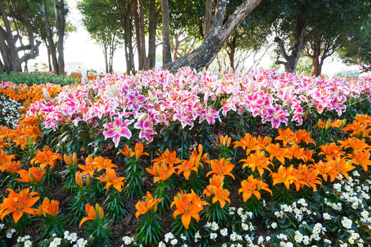 lily in the Thailand garden
