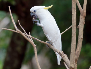  white cockatoo