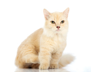 Obraz premium White cat Munchkin on white background