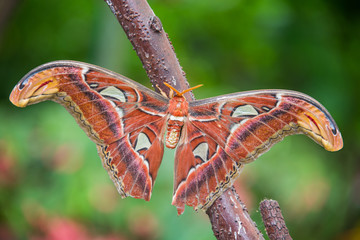 Attacus atlas