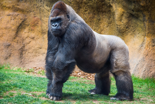 Male gorilla.