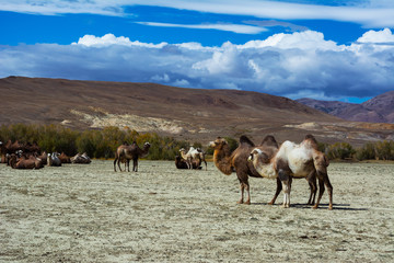 Camels in the steppe landscape, blue sky with clouds. Chuya Steppe Kuray steppe in the Siberian Altai Mountains, Russia