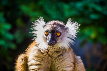 Lemur Red Ruffed