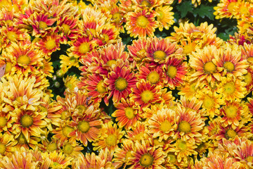 Closeup of yellow chrysanthemums
