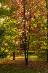 Fototapeta premium red tree in the middle of green and yellow tree outdoors in a park