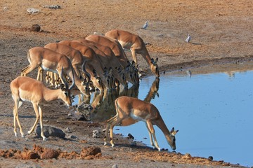 Schwarznasen- Impalas am Wasserloch im Etosha Nationalpark