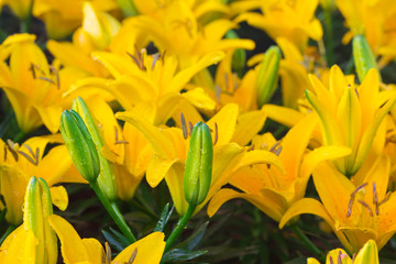 Beautiful yellow lily close up
