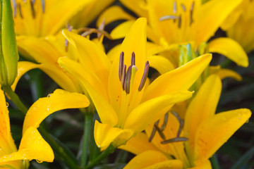 Beautiful yellow lily close up
