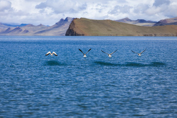 Naklejka premium Birds flying over lake