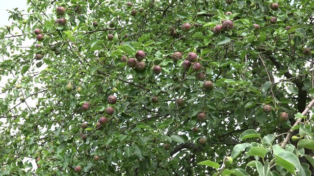 zoom out of ripe delicious pear fruit on tree in sunny garden. 4K UHD video clip.
