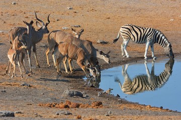 Fototapeta na wymiar Schwarznasen- Impalas am Wasserloch im Etosha Nationalpark