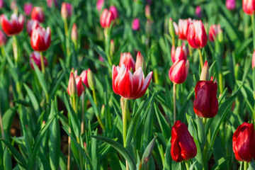beautiful Red tulip in thailand garden
