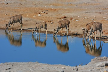 Fototapeta na wymiar Kudus (Strepsicerus) am Wasserloch im Etosha Nationalpark
