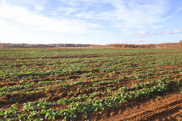 Young rape field.
