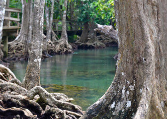 Swamp forest of Tha-Pom Canal, Krabi, Thailand (selective focus)