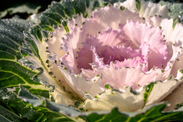 Ornamental cabbage in a garden