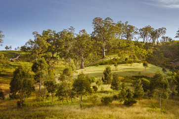 Side hill Australian rural landscape eucalyptus gumtree in count
