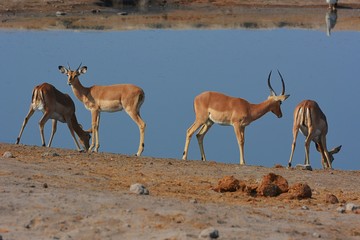 Schwarznasen-Impalas (Aepyceros melampus petersi) im Etosha Nationalpark