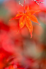 autumn background