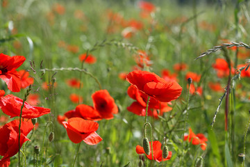 Obraz premium poppy field.