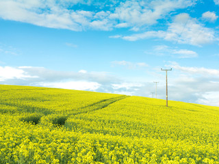 Telegraph poles in rapeseed field