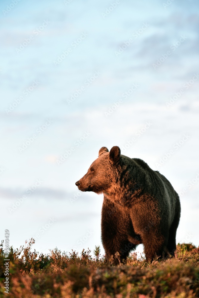 Wall mural brown bear at sunset with blue sky