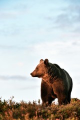 Naklejka premium brown bear at sunset with blue sky