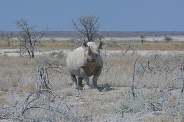 Breitmaulnashorn (Ceratotherium simum) im Etosha Nationalpark
