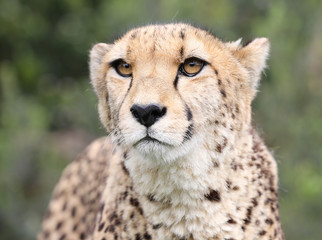 wild cheetah, South Africa.