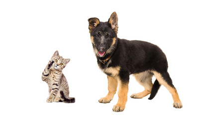 German Shepherd puppy and  playful kitten Scottish Straight