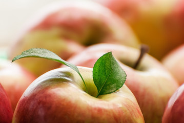 Group of red apples with their leaves