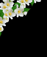 jasmine white flower isolated on black background