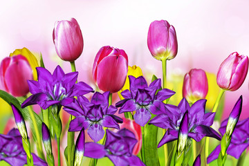 pink yellow tulips and blue irises