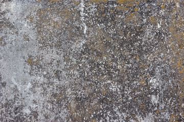 Abstract dry moss wall texture grunge background
