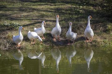 White geese near the pond