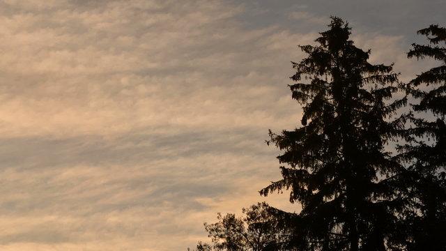Moving clouds with conifer trees in foreground