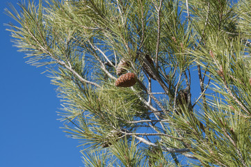 Detail of leaves, branches and cones of Aleppo Pine, Pinus halepensis. It is a pine native to the Mediterranean Region. Photo taken in Buendia, Cuenca, Spain.